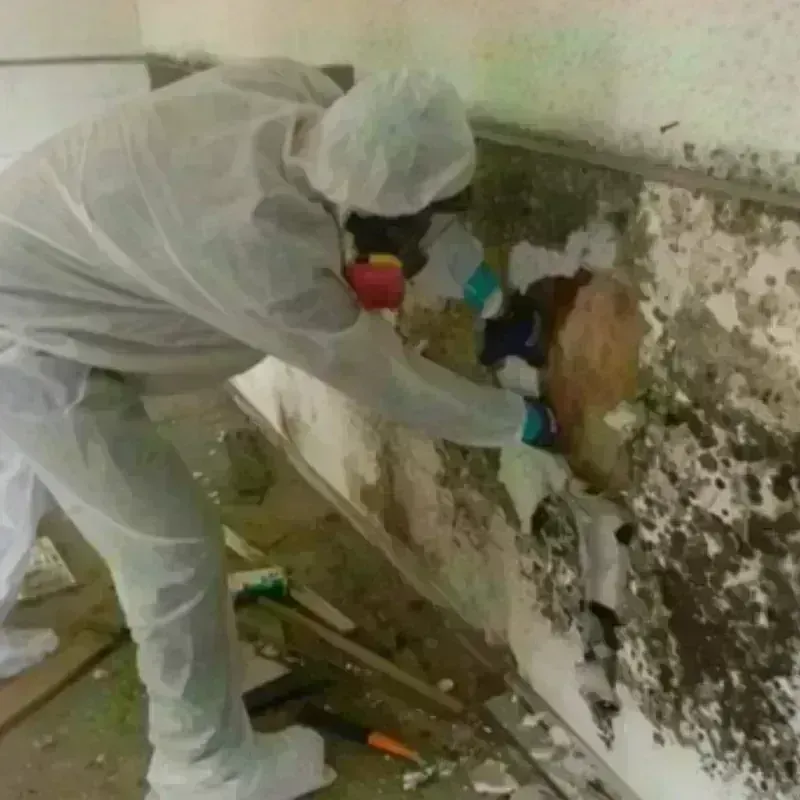 Mold Remediation and Removal in Santa Fe Springs, CA